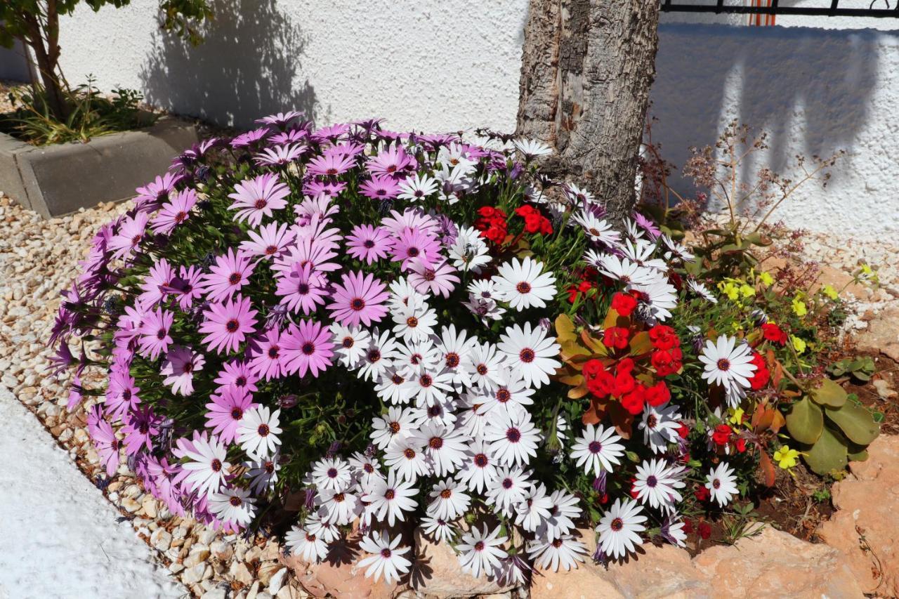 Apartmán Oleza Sun Playa Flamenca Exteriér fotografie